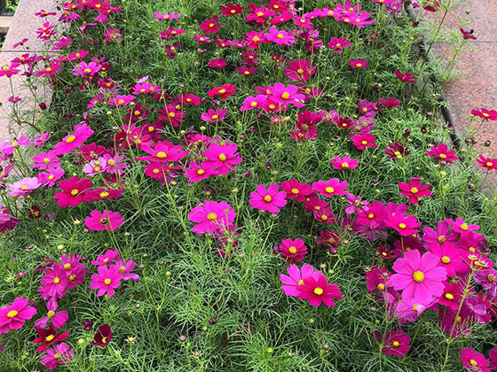 南昌茶几鲜花-租赁酒店植物摆设